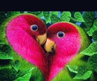 Birds in Love