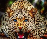 Cheetah