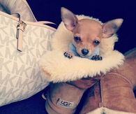 Puppy Love