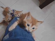 Kitty Climb