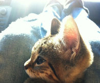 Kitty kitten