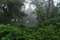 Forest Greens