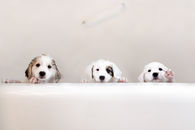 Triple Cutness