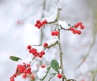 Holly Berries