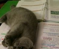 Stop Studying and Play with Me!