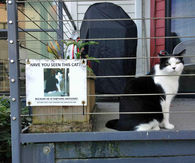 Have you seen this Cat