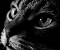 Cat of the House