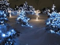 Twinkling Animated Christmas Lights