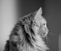 cat pose