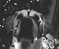 Christmas guard dog