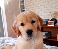 Cute little puppy