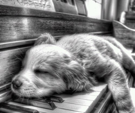 Piano Dog