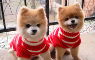 Christmas Puppy Outfits