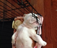 English Bulldog Sleeps comfortable