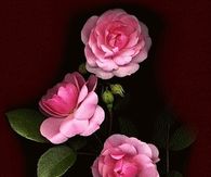 Reflections of Pink Roses