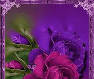 Pink & Purple Roses