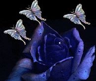 Royal Blue Rose