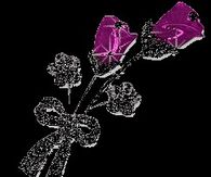 Purple Diamond Roses