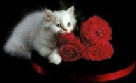 Pretty White Kitty with Bouquet of Red Roses