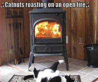 Cat Nuts Roasting
