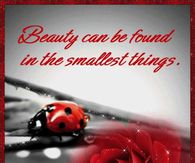 Beauty Can Be Found in the Smallest Things