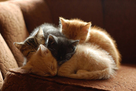 Adorable Sleeping Kitties