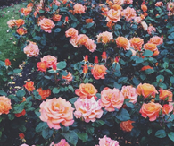 pretty Flowers
