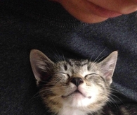 Content Kitty