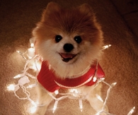 Christmas Pom!