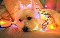 Christmas Doggy