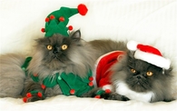 Cute Holiday Kitties