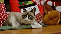 Train Makes Kitty Angry