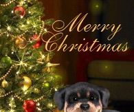 Merry Christmas Sleepy Puppy