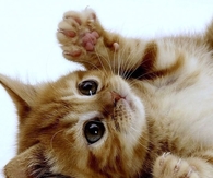 Perdy little kitty