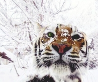 Tiger Cold Paw