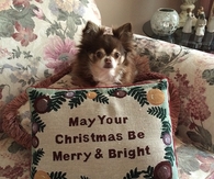 Dog with a message