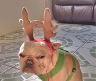 Mean Frenchie