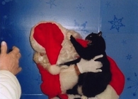 Black Cat vs Santa Black Cat wins