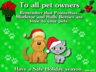 To All Pet Owners!  Poinsettias, Mistletoe & Holly are toxic to your Pets