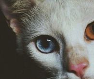 Odd Kitty