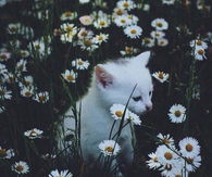 Kitten and flowers