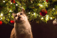 Cat Excited For Christmas