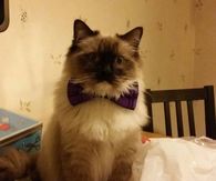 Bachelor cat