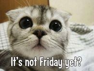 Its not Friday yet?