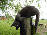 Cat poses upside down