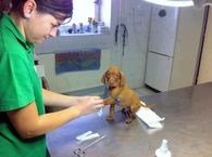 Dogs annual check up