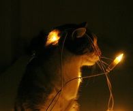 Cat caught up in Xmas Lights