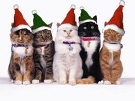 Cats with the Holiday spirit