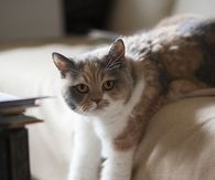 Cat dangles off the bed