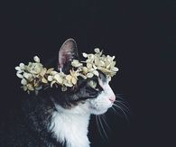 Floral Cat